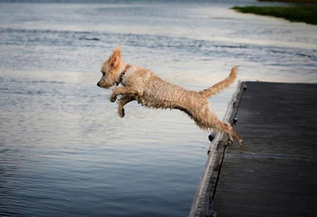 Goldendoodle Image